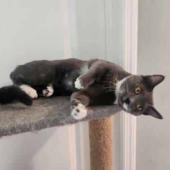 Domestic Short Hair Cats Available for Adoption in Statesboro, Georgia - Leia | PetCurious