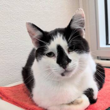Leif -  Domestic Short Hair Cat for Adoption in Reno, Nevada - Leif | PetCurious