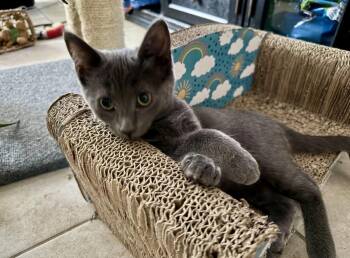 Celeste -  Domestic Short Hair Cat for Adoption in Gardena, California - Celeste | PetCurious
