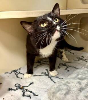 Rescue Domestic Short Hair Cats for Adoption in Virginia Beach, Virginia - 179803 Casserole (Off Site Foster) | PetCurious