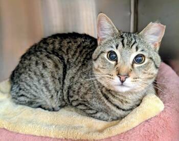 Lodi -  Domestic Short Hair Cat Available for Adoption in Tucson, Arizona - Lodi | PetCurious