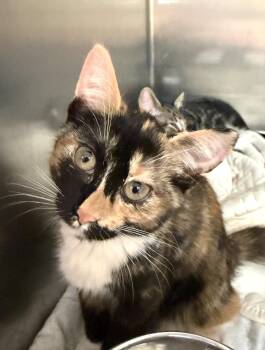 Twix -  Domestic Short Hair Cat for Adoption in Wantagh, New York - Twix | PetCurious