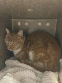 Rescue Domestic Short Hair Cats for Adoption in Santa Cruz, California - SWEET PEA | PetCurious