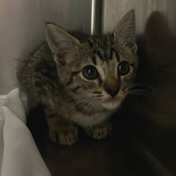 Pineapple -  Domestic Short Hair Cat for Adoption in Chattanooga, Tennessee - Pineapple | PetCurious