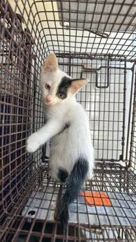 Rescue Domestic Short Hair Cats for Adoption in Houston, Texas - A644673 | PetCurious