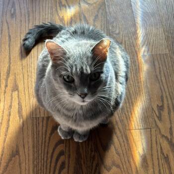 Domestic Short Hair Cats Available for Adoption - Marguerite | PetCurious