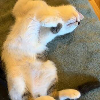 Wesley -  Domestic Short Hair Cat for Adoption in Washougal, Washington - Wesley | PetCurious