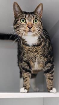 Bella -  Domestic Short Hair Cat for Adoption in Huntington, Indiana - Bella | PetCurious
