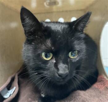 Domestic Short Hair Cats Available for Adoption in St. Cloud, Florida - PETUNIA | PetCurious