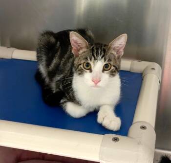 Billy -  Domestic Short Hair Cat for Adoption in Wantagh, New York - Billy | PetCurious