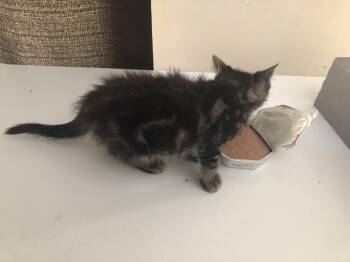Alexander -  Domestic Short Hair Cat for Adoption in Emporia, Kansas - Alexander | PetCurious