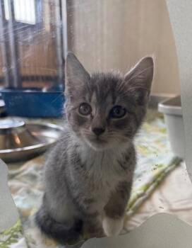Domestic Short Hair Cats Available for Adoption - Tres | PetCurious