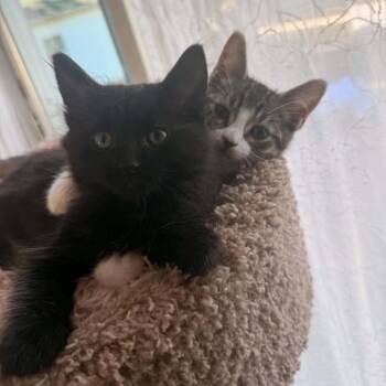 Push-Pop -  Domestic Short Hair Cat for Adoption in West Olive, Michigan - Push-Pop | PetCurious