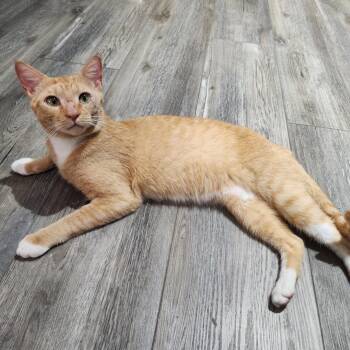 Rescue Domestic Short Hair and Tabby Cats for Adoption in Lazy Lake, Florida - Better Bob | PetCurious