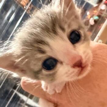 Gemma -  Domestic Short Hair Cat for Adoption in Huntsville, Alabama - Gemma | PetCurious