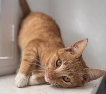 Domestic Short Hair and Tabby Cats Available for Adoption in Chandler, Arizona - Waffles Winter | PetCurious