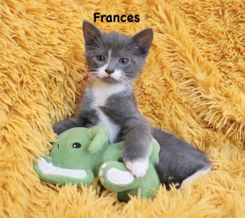 Tuxedo Cats Available for Adoption in St. Augustine, Florida - Fraincis | PetCurious