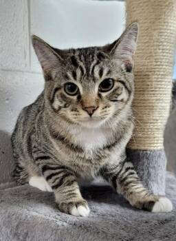 5878 Ace -  Domestic Short Hair and Tabby Cat for Adoption in Hartwell, Georgia - 5878 Ace | PetCurious