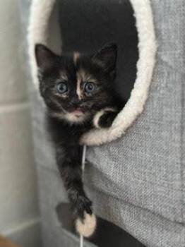 Rescue Domestic Short Hair Cats for Adoption in Denver, Colorado - Florence | PetCurious