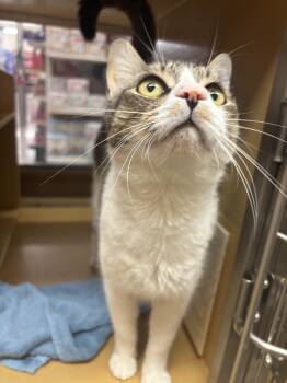 Valentino -  Domestic Short Hair Cat for Adoption in Worcester, Massachusetts - Valentino | PetCurious