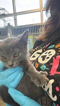 EVE -  Domestic Short Hair Cat for Adoption in San Antonio, Texas - EVE | PetCurious