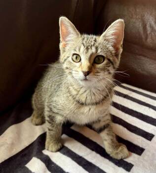 Possy -  Domestic Short Hair Cat for Adoption in Urbandale, Iowa - Possy | PetCurious