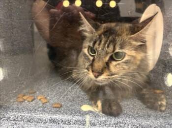 APPLESAUCE -  Domestic Long Hair Cat for Adoption in Loveland, Colorado - APPLESAUCE | PetCurious