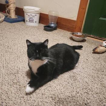 Domestic Short Hair Cats Available for Adoption - Muffin | PetCurious