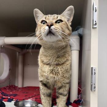 Simba -  Domestic Short Hair Cat for Adoption in Mentor, Ohio - Simba | PetCurious