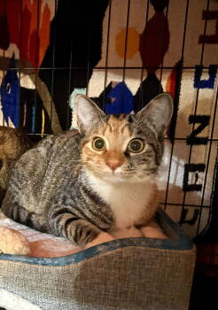 Rescue Domestic Short Hair Cats for Adoption in Forest, Virginia - *Maple | PetCurious