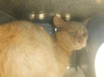 Domestic Short Hair Cats Available for Adoption in San Jose, California - A1404698 | PetCurious