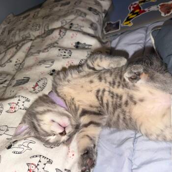 Kyra (Seafoam) -  Domestic Short Hair Cat for Adoption in Baltimore, Maryland - Kyra (Seafoam) | PetCurious