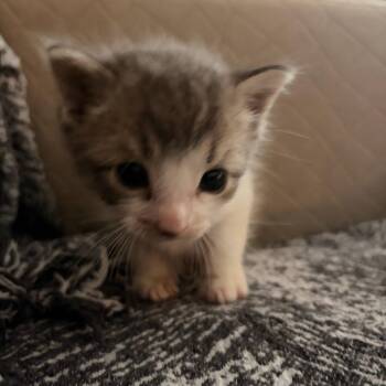 Pippin -  Domestic Medium Hair Cat for Adoption in East Hanover, New Jersey - Pippin | PetCurious