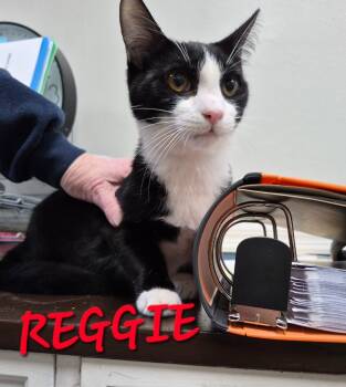 Rescue Domestic Short Hair Cats for Adoption in Rome, Georgia - Reggie (TeCo) | PetCurious
