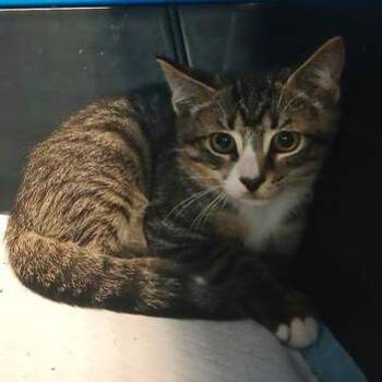 Tabs -  Domestic Short Hair Cat for Adoption in New York, New York - Tabs | PetCurious