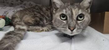 Domestic Short Hair Cats Available for Adoption in Roseville, California - Pepsi | PetCurious