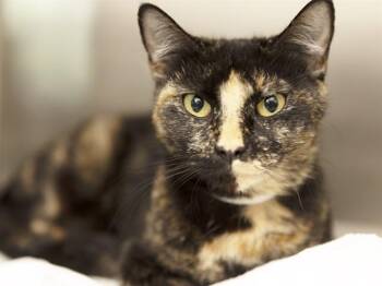 PICKLES -  Domestic Short Hair Cat for Adoption in Phoenix, Arizona - PICKLES | PetCurious