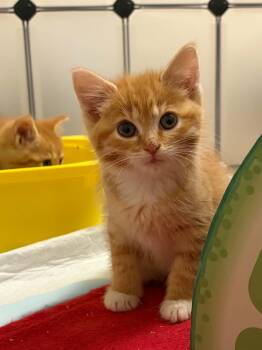 Domestic Short Hair Cats Available for Adoption - Chucky | PetCurious