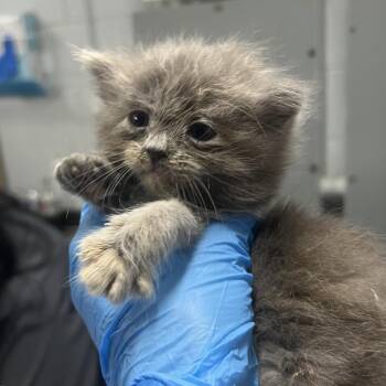 Amy March -  Domestic Short Hair Cat for Adoption in Summerville, South Carolina - Amy March | PetCurious
