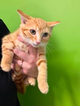 Tanuki -  Domestic Short Hair Cat for Adoption in Delson, Quebec - Tanuki | PetCurious