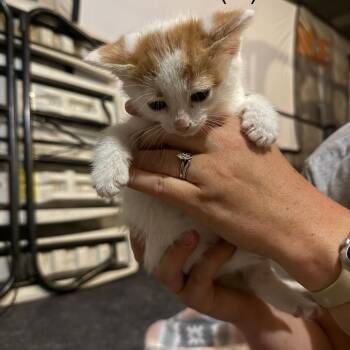 Cornbread Gleske -  Domestic Short Hair Cat for Adoption in Woodstock, Virginia - Cornbread Gleske | PetCurious