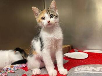 DELLA -  Domestic Short Hair Cat for Adoption in Fort Wayne, Indiana - DELLA | PetCurious