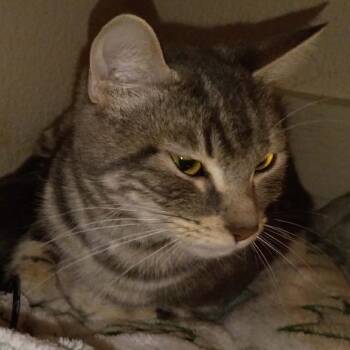 Domestic Short Hair Cats Available for Adoption in Fresno, California - Penya | PetCurious