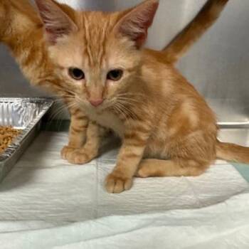 Luka -  Domestic Short Hair Cat for Adoption in Fort Worth, Texas - Luka | PetCurious