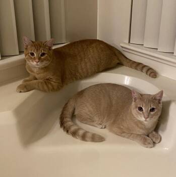 Rescue Domestic Short Hair and Tabby Cats for Adoption in Chandler, Arizona - Maverick Gold Bonded With Jefferson Gold | PetCurious