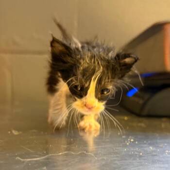 TUSC-Stray-85339_2_3 -  Domestic Short Hair Cat for Adoption in Tuscaloosa, Alabama - TUSC-Stray-85339_2_3 | PetCurious