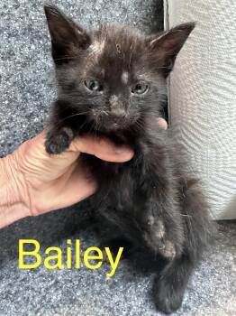 Bailey -  Domestic Short Hair Cat for Adoption in Dyersburg, Tennessee - Bailey | PetCurious