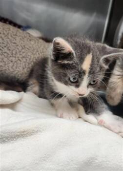 Domestic Short Hair Cats Available for Adoption in Fort Walton Beach, Florida - BOUTON | PetCurious