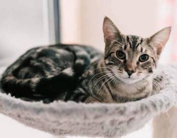 Prince -  Domestic Short Hair Cat for Adoption in Hazlet, New Jersey - Prince | PetCurious