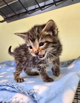 Domestic Short Hair Cats Available for Adoption in Auburn, Indiana - Charmin | PetCurious